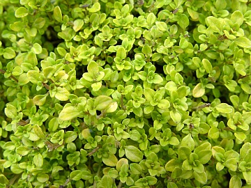 types of thyme