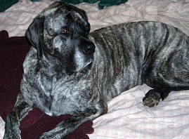 Enoch relaxing while I make dog cookie recipes